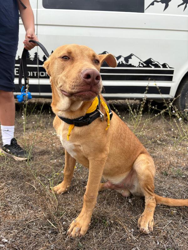 Beep, Cucciolone Mix Pitbull 7 Mesi